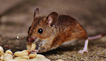 24 Hour & Emergency Exterminators in Olympic Vly, CA